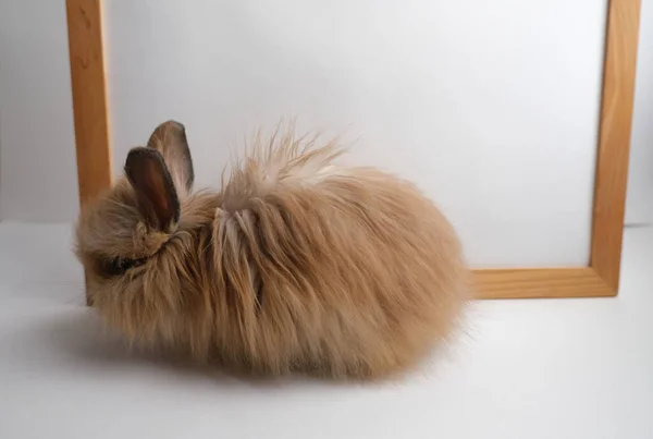 Милый Кролик Пушистый Рамой Копировальное Пространство — стоковое фото