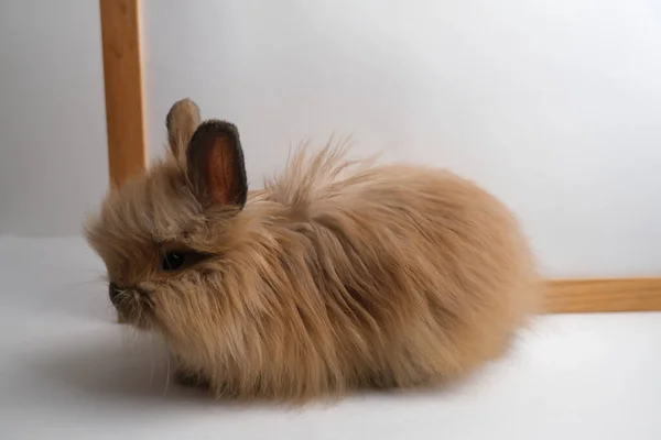 Niedliches Kaninchen Flauschig Mit Rahmen Kopierraum — Stockfoto