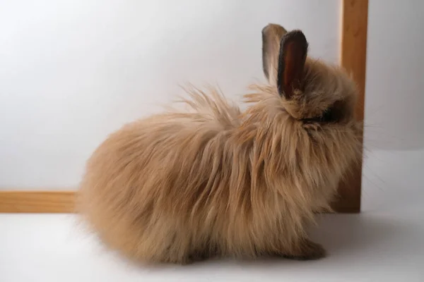 かわいいウサギのふわふわのフレーム コピースペース — ストック写真