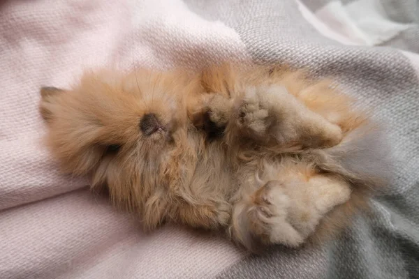 Cute Fluffy Ginger Bunny Blanket — Stock Photo, Image