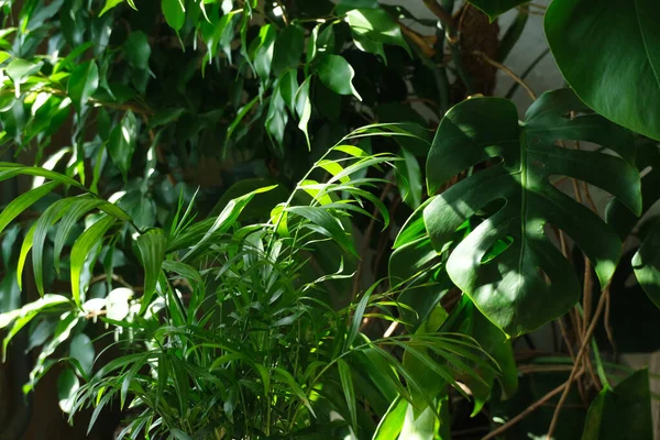 Hojas Verdes Plantas Fondo Floral — Foto de Stock