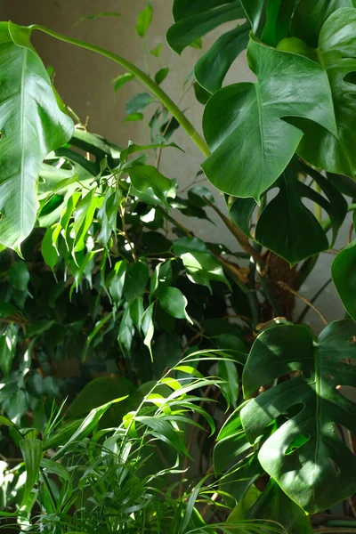 yeşil yapraklar, bitkiler çiçek arkaplanı 