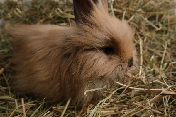 干草の上にふわふわの可愛いウサギさん — ストック写真