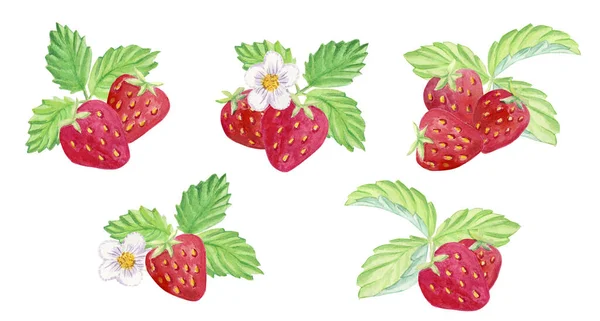  Beyaz arka planda olgun çileklerin gösterimi