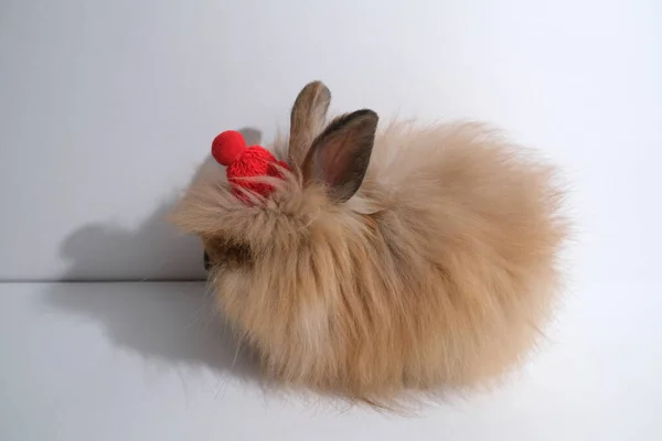 Niedliches Kaninchen Mit Kleinem Hut Auf Isoliertem Hintergrund Weihnachten — Stockfoto