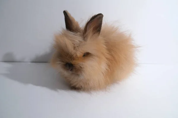 Lindo Conejo Esponjoso Sobre Fondo Aislado Comedor — Foto de Stock