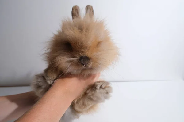 Милий Кролик Руці Ізольованому Фоні Їсть — стокове фото