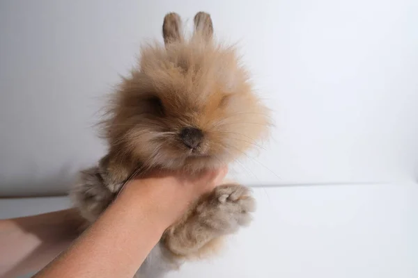 孤立した背景にかわいいウサギを手に 食べる — ストック写真