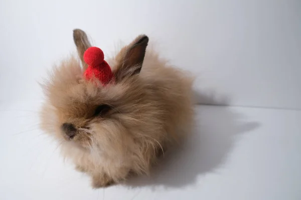 Schattig Konijn Met Kleine Hoed Geïsoleerde Achtergrond Eter — Stockfoto