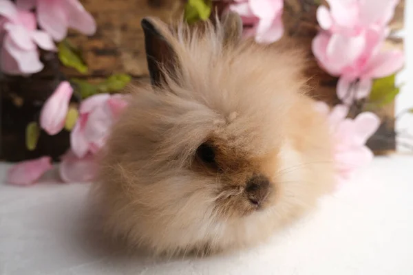 Kaninchen Mit Rosa Blumen Auf Einem Hölzernen Hintergrund — Stockfoto