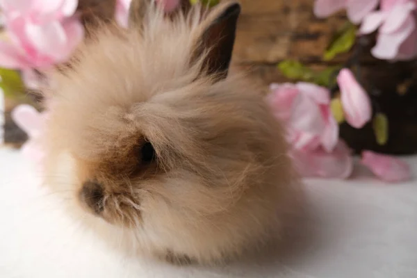 Kaninchen Mit Rosa Blumen Auf Einem Hölzernen Hintergrund — Stockfoto