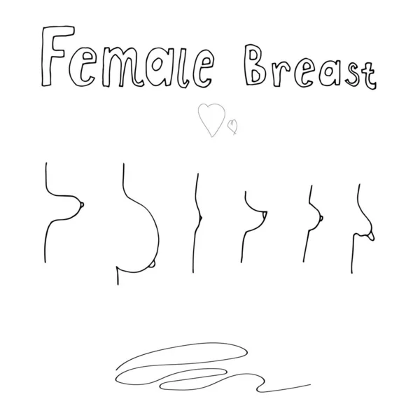 Premium Vector  Female breast anatomy formation of breast cancer vector  illustration