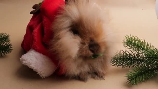 Niedliches Kaninchen Mit Weihnachtsmütze Auf Isoliertem Hintergrund Weihnachten — Stockvideo