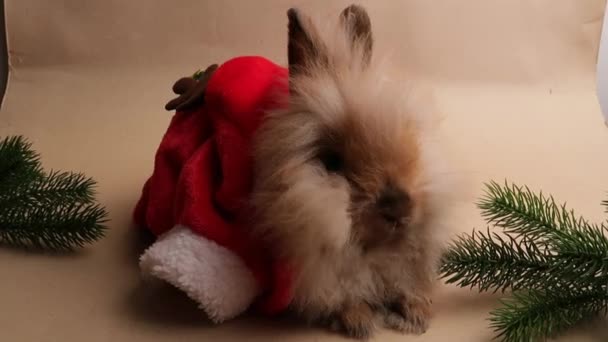 Niedliches Kaninchen Mit Weihnachtsmütze Auf Isoliertem Hintergrund Weihnachten — Stockvideo