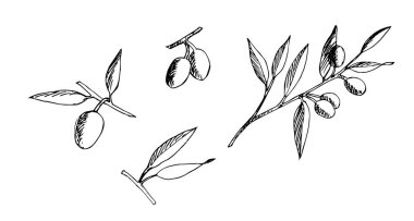 Zeytinli dallar. Vektör çizimi. Çizim.