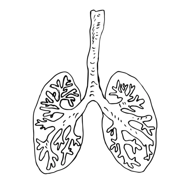 Vektorillustration Einer Menschlichen Lunge — Stockvektor