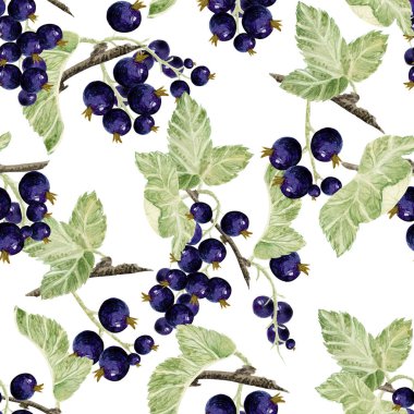 Beyaz arka planda siyah frenk üzümü, suluboya