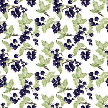 Beyaz arka planda siyah frenk üzümü, suluboya