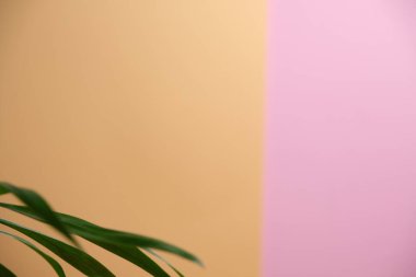 Arka planda palmiye yaprağı, doku