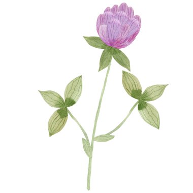 Güzel çiçeğin suluboya çizimi