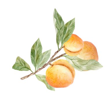 Beyaz arka planda taze şeftali, suluboya