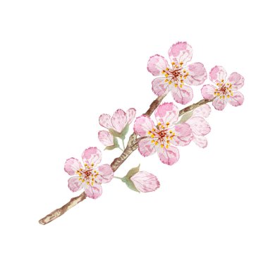 şeftali çiçekleri beyaz suluboya üzerinde izole