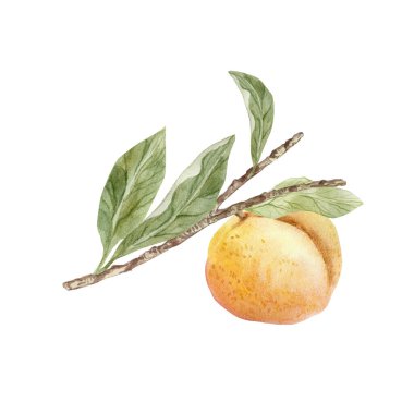 beyaz suluboya üzerinde izole edilmiş şeftali