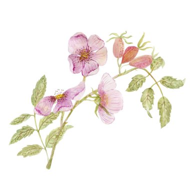 Güzel köpek güllerinin suluboya çizimi 