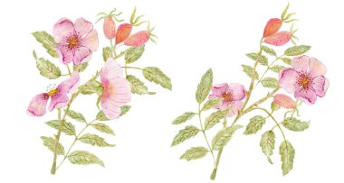 Güzel köpek güllerinin suluboya çizimi 