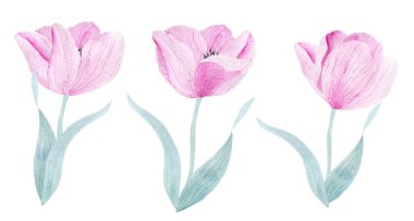 Güzel lale çiçekleriyle suluboya arkaplan