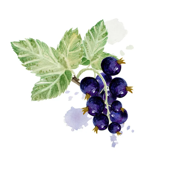 Black Currant Berries White Background Watercolor — Stock Photo, Image
