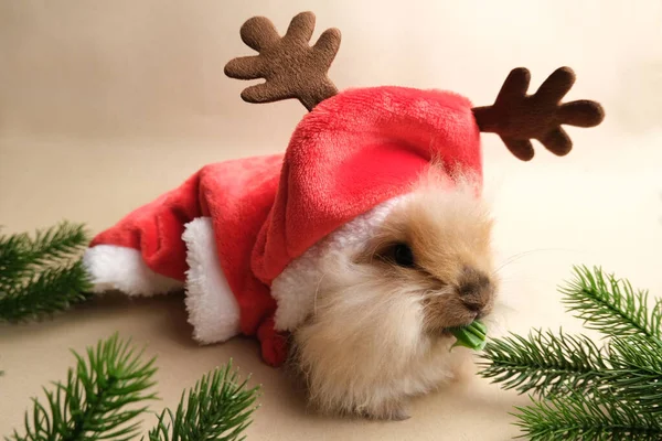 Niedliches Kaninchen Mit Weihnachtsmütze Auf Isoliertem Hintergrund Weihnachten — Stockfoto