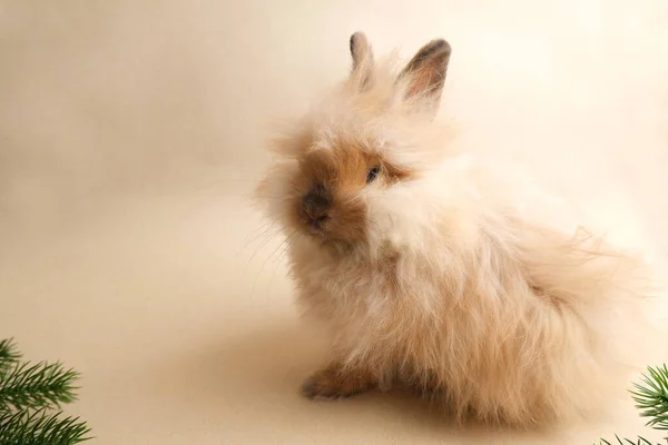 Милий Пухнастий Кролик Ізольованому Фоні — стокове фото