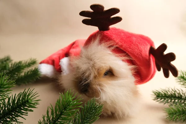 cute rabbit with christmas hat   on isolated background, christmas