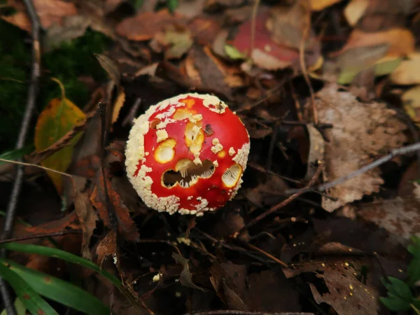 Amanita Muscaria Champignon Toxique Dans Forêt — Photo