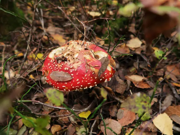 Amanita Muscaria Giftige Paddestoelen Het Bos — Stockfoto