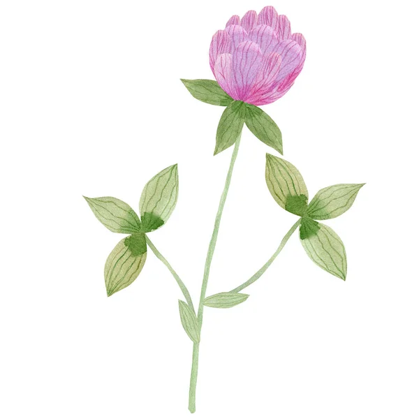 Akvarell Ritning Vacker Blomma — Stockfoto