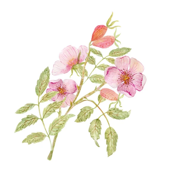 Akvarell Ritning Vackra Hund Rosor Blommor — Stockfoto