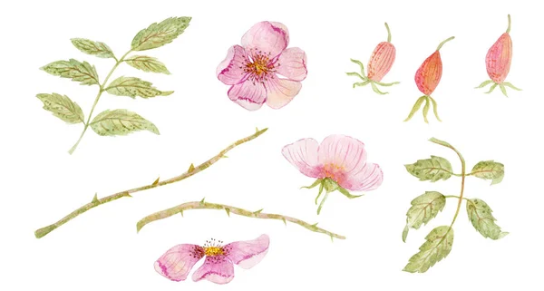 Dibujo Acuarela Hermosas Rosas Perro Flores — Foto de Stock