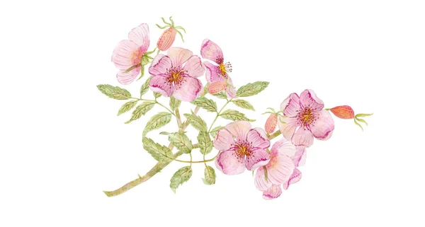 Akvarell Ritning Vackra Hund Rosor Blommor — Stockfoto