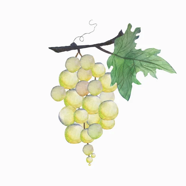 Акварельний Малюнок Красивого Винограду — стокове фото