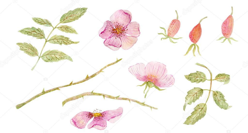 Watercolor drawing of beautiful dog roses flowers 