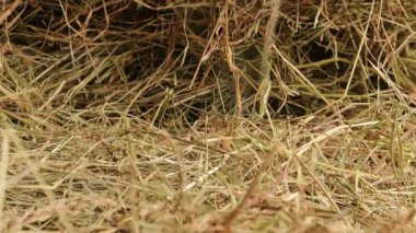 Kuru çimleri kapatın. 