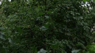 Ağaçlarda yeşil yapraklar