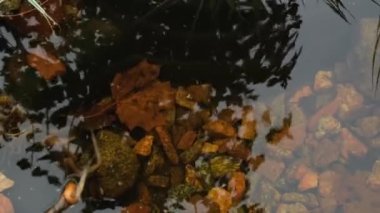 Göletin dibindeki taşlar 