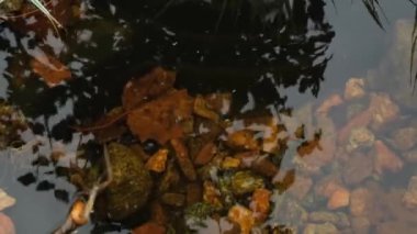 Göletin dibindeki taşlar 