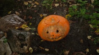 Cadılar Bayramı dekorasyonu balkabağı kriko-fener ve bardaktan boşalırcasına su. 