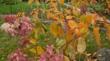 Sonbahar mevsiminde bahçede büyüyen çiçeklerin güzel manzarası