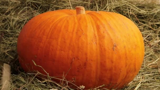 Decorazione Festa Halloween Zucca Ratto — Video Stock