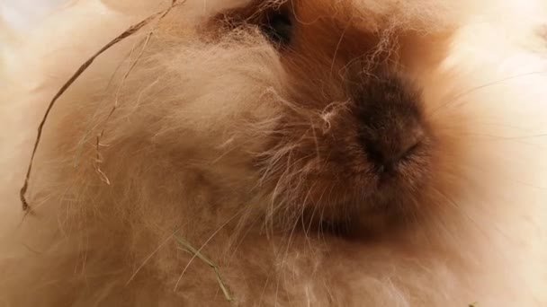 Niedliches Kaninchen Flauschig Esser — Stockvideo
